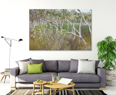 wall art featuring paperbark trees at Brown Lake on North Stradbroke Island on the wall in a living room with a grey couch