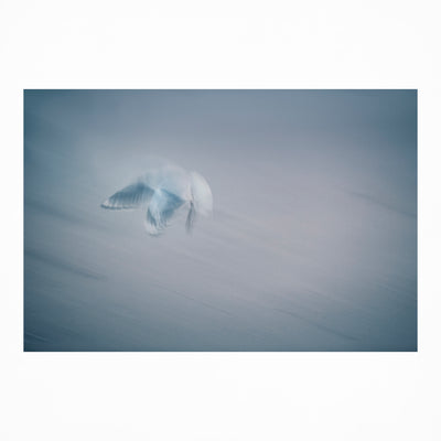 Gentle blue abstract photograph of a bird in flight photo by Julie Sisco north stradbroke island limited edition of 50 famous
