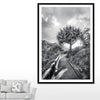 Starburst Pandanus Palm tree black and white photography wall print Gorge Walk Boardwalk