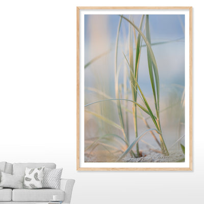 Dune grass on the sand dunes at North Stradbroke Island with the sky in the background wall art in lounge room