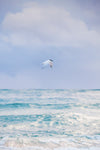 A bird in flight over the ocean with muted blue and purple colours of the sky and ocean