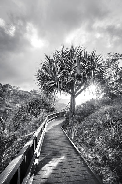 A boardwalk path leads to a pandanus palm tree with the sun peeking through the leaves