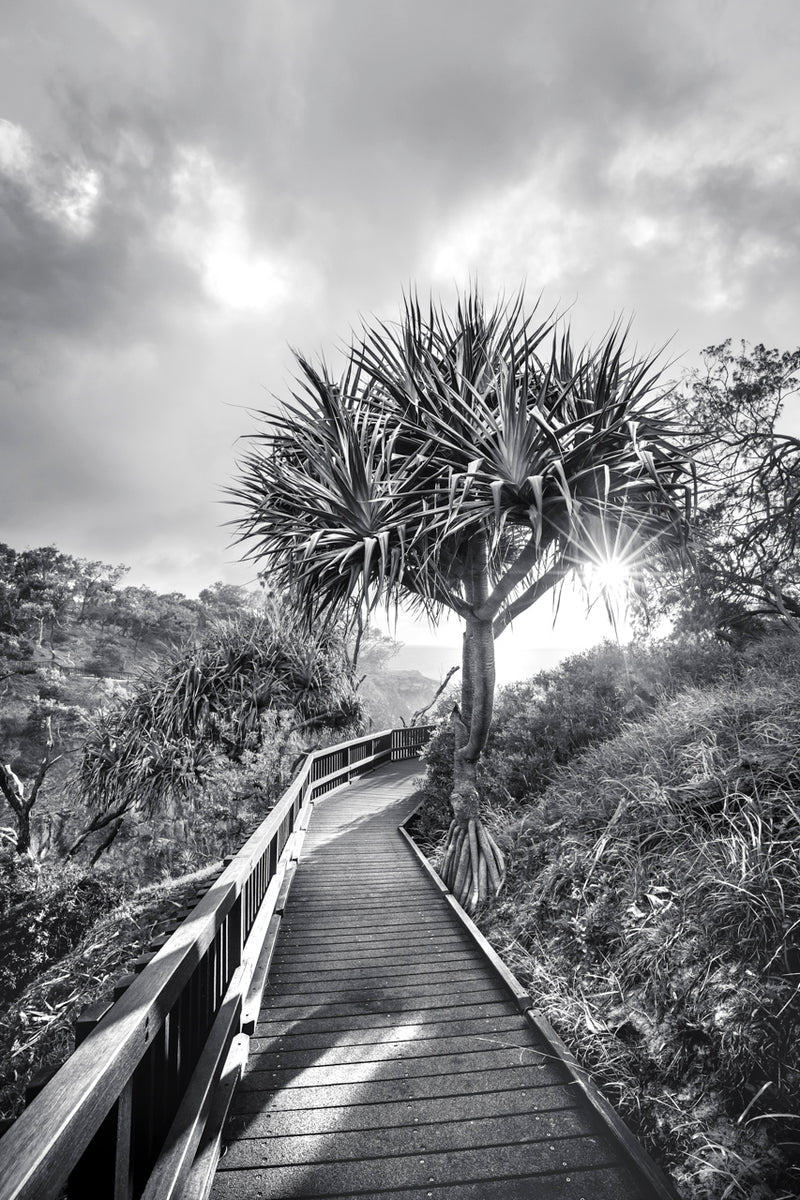 Black and White Wall Art Print Iconic Coastal Pandanus Palm North Stradbroke Gorge Walk - Follow Your Own Path