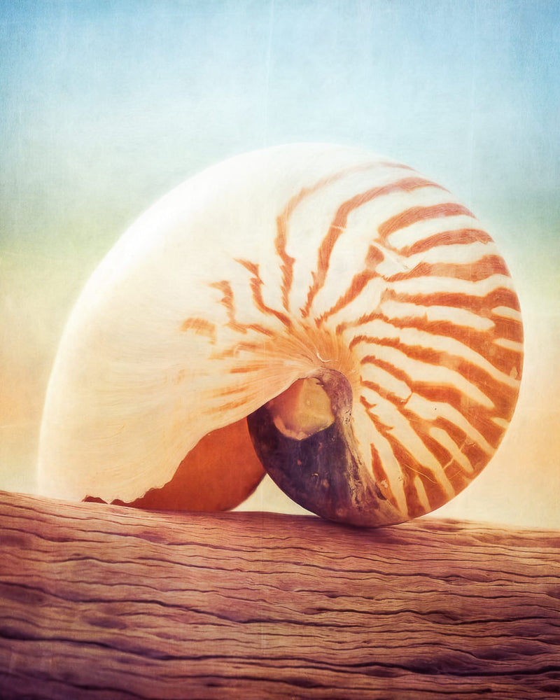 Scrunchie - Nautilus