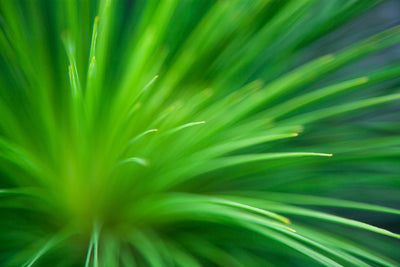 Botanical Wall Art Print Calming Abstract Green Fresh Tones - Stradbroke Island Grass Tree