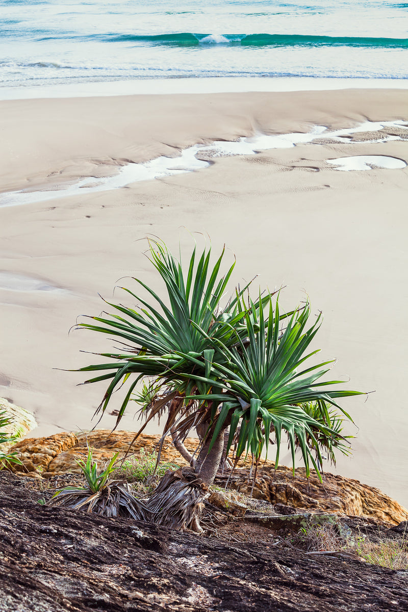 Pandanus