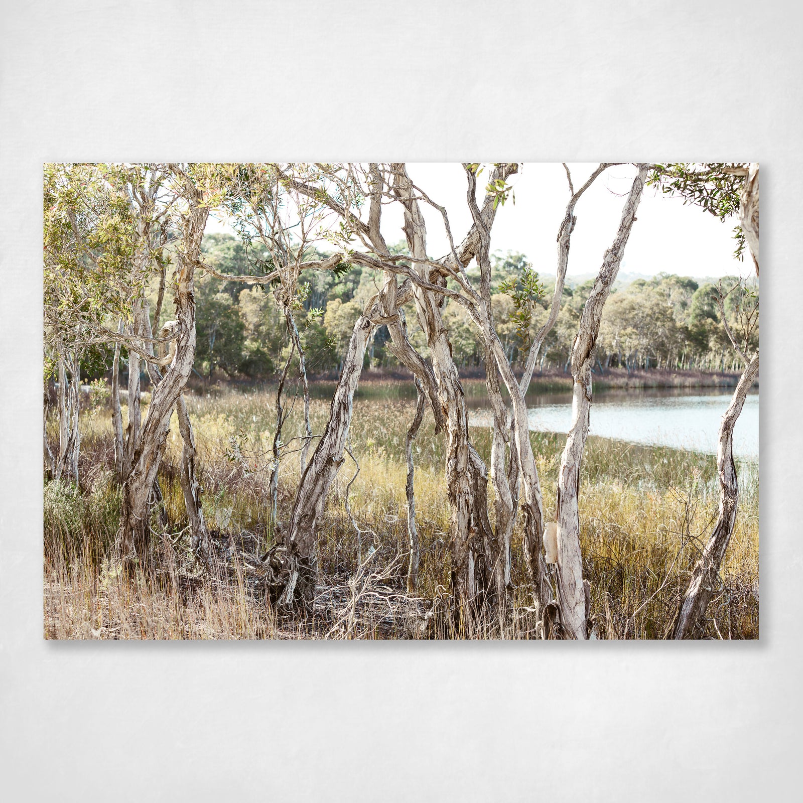 Paperbarks by the Lake