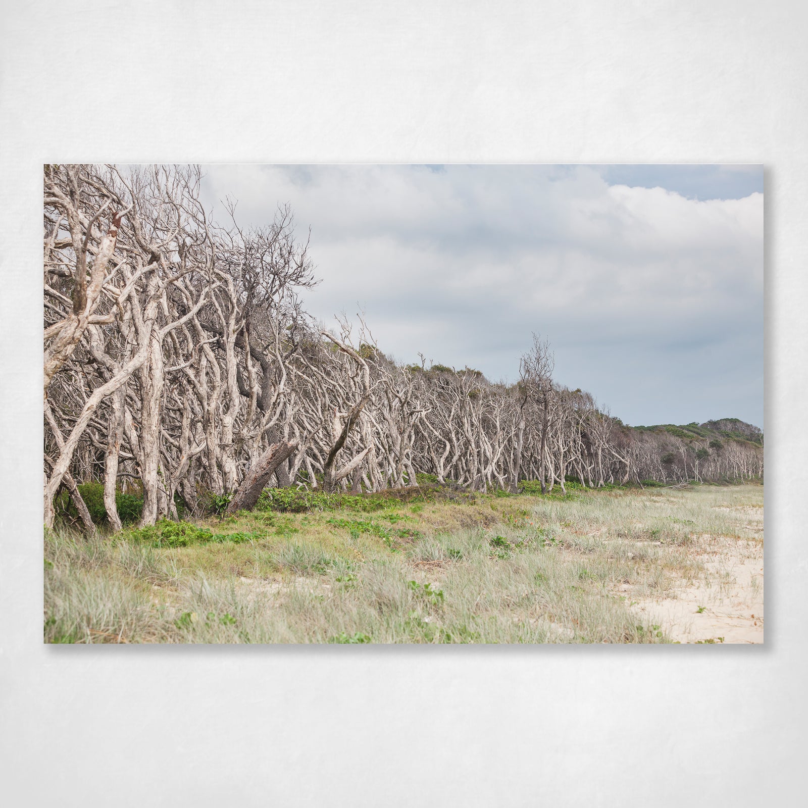 Oh Those Home Beach Trees 1