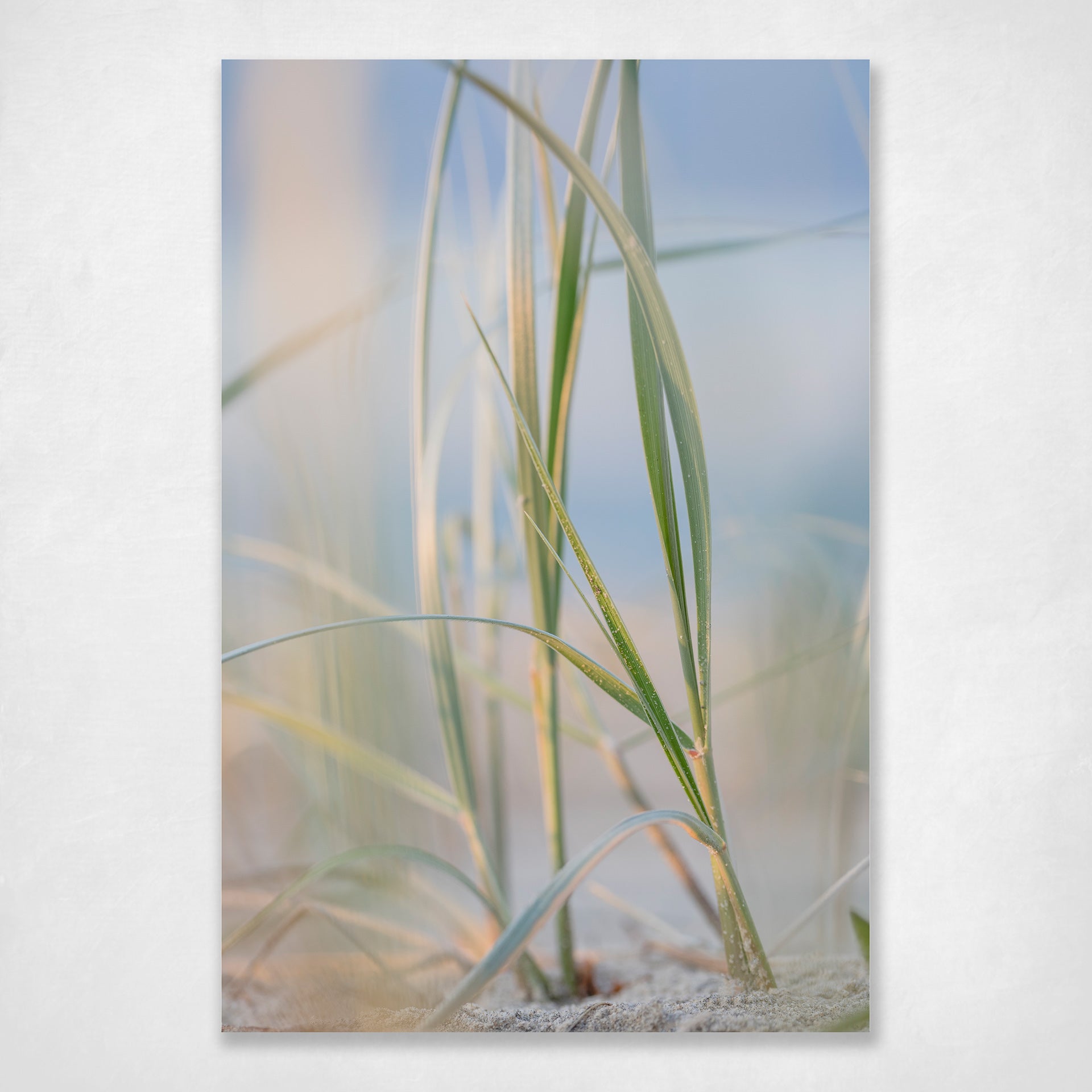 Dune Grass Coastal Wall Art Photography Print - Daydreaming