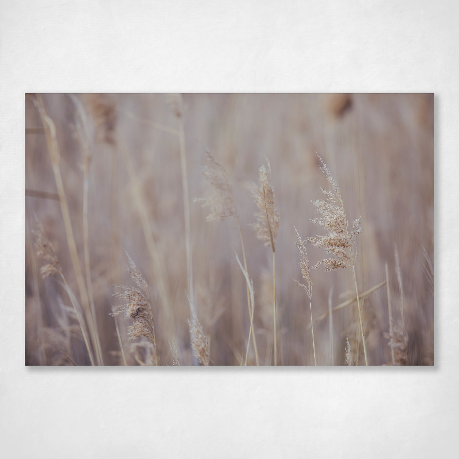 Coastal Grasses Modern Wall Art Print Neutral Earthy Tones Contemporary Style - Enamoured