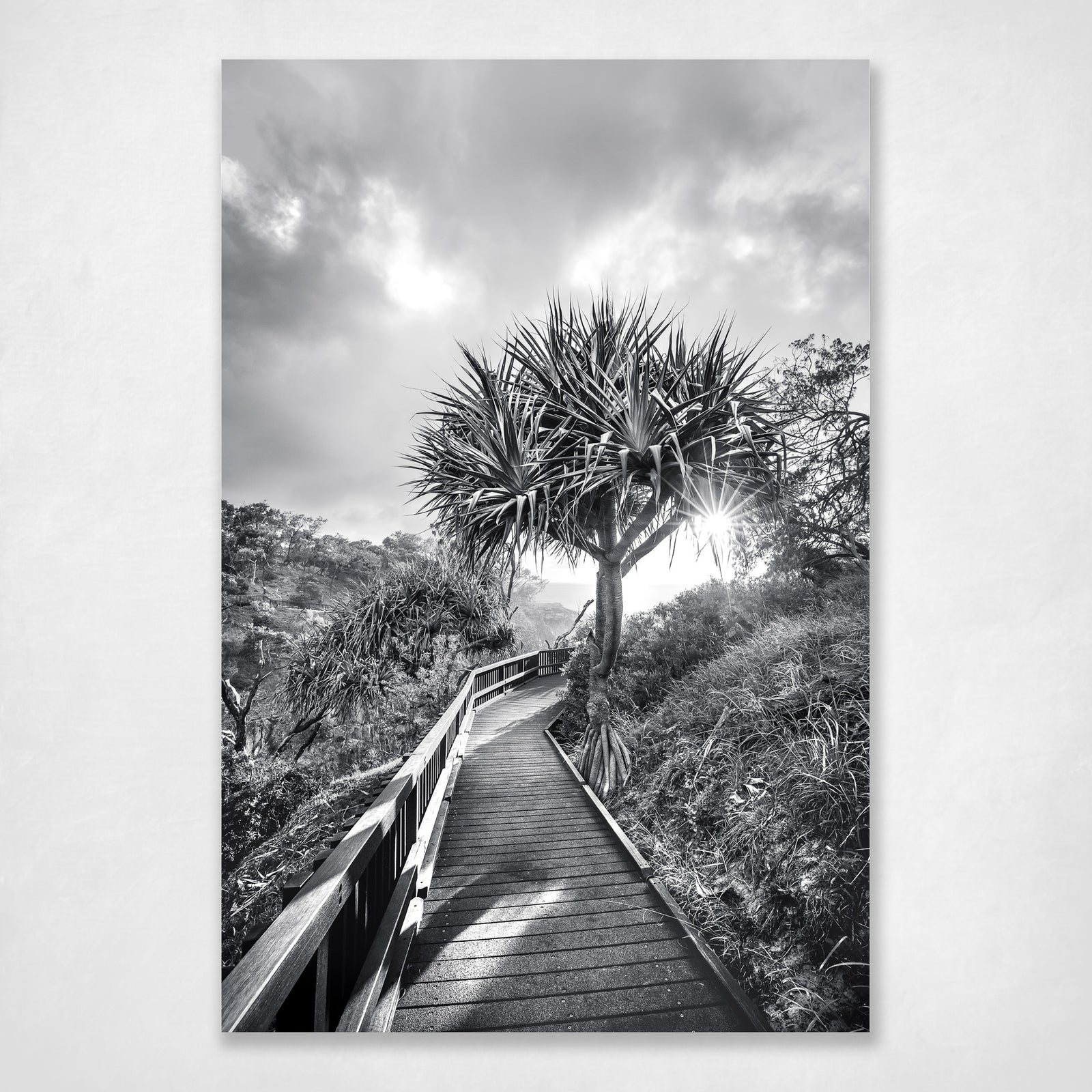 Black and White Wall Art Print Iconic Coastal Pandanus Palm North Stradbroke Gorge Walk - Follow Your Own Path