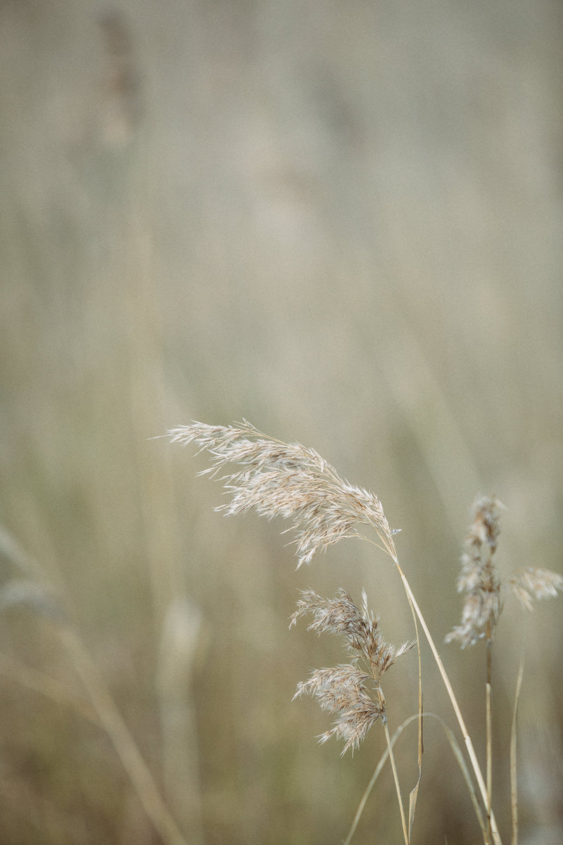 Grasses Coastal Botanical Earthy pastel tones Beach Grass Stradbroke - Let It Be