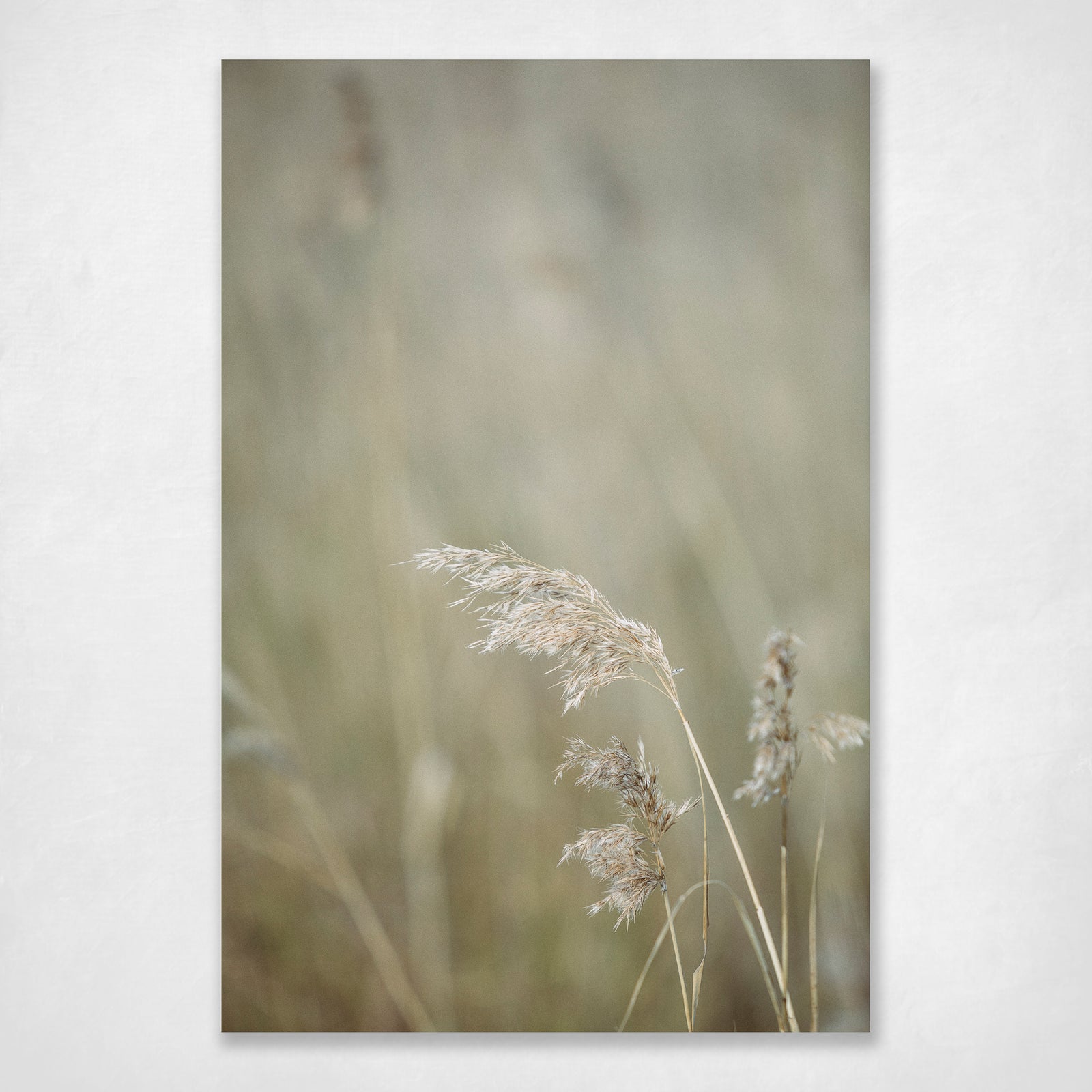 Grasses Coastal Botanical Earthy pastel tones Beach Grass Stradbroke - Let It Be
