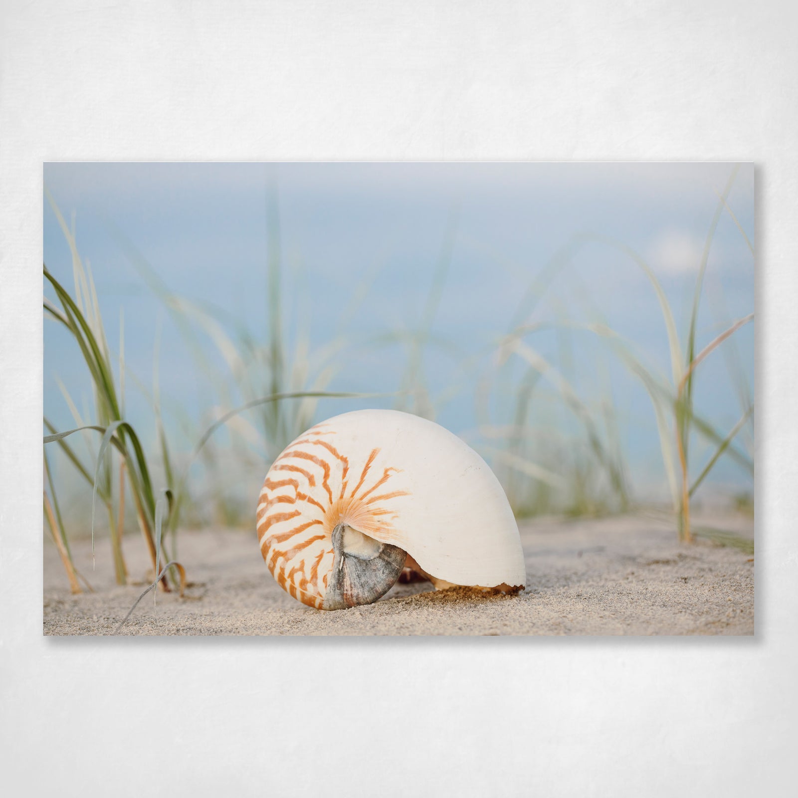 Nautilus Shell Print