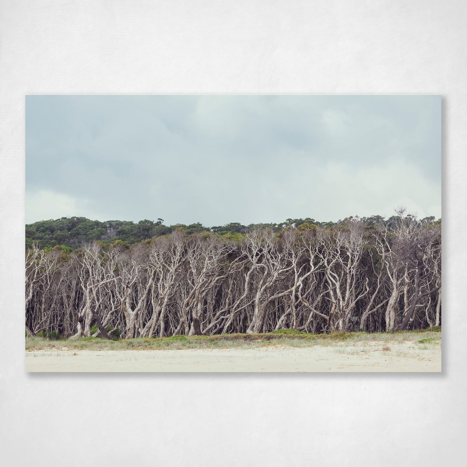 Oh Those Home Beach Trees 2