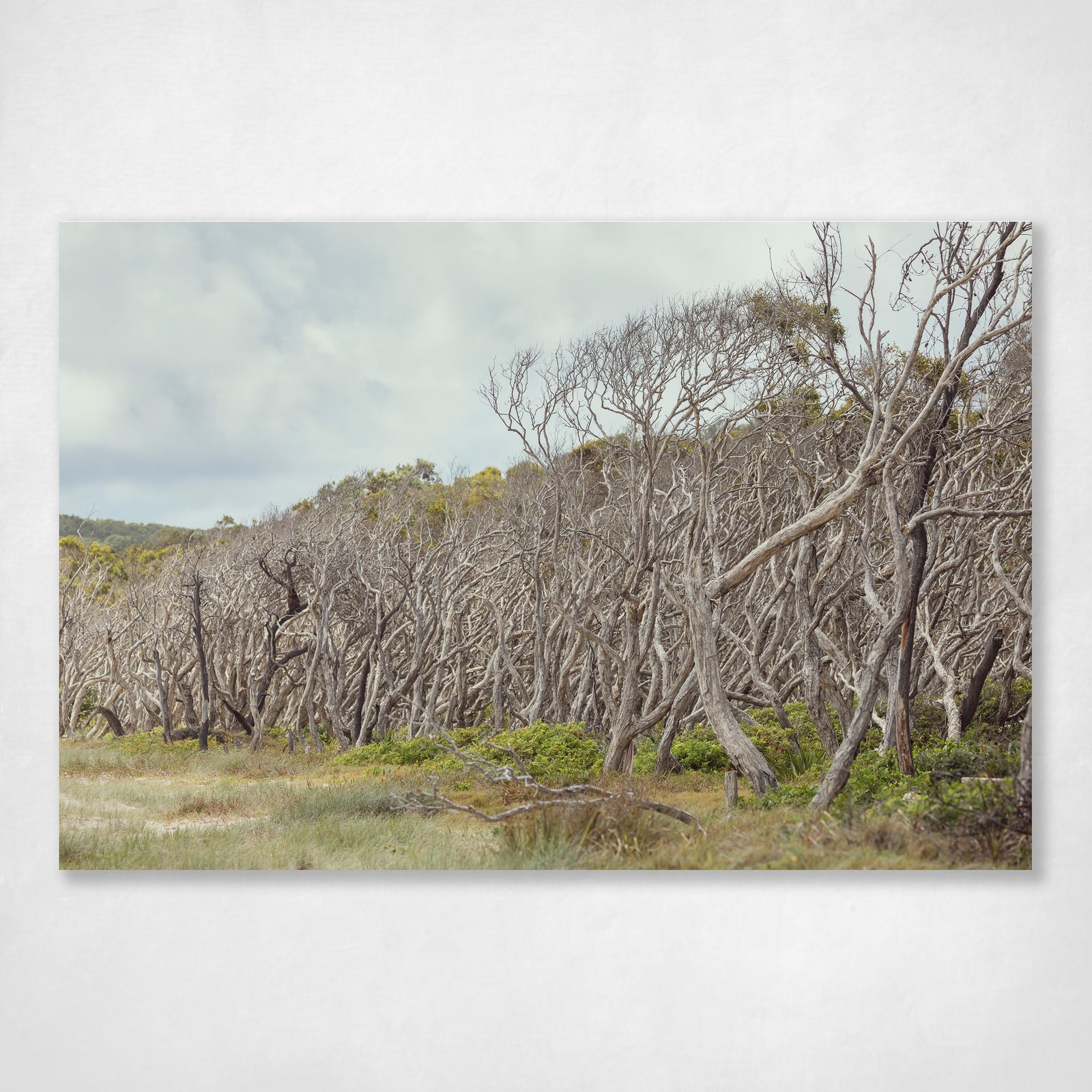 Oh Those Home Beach Trees 3