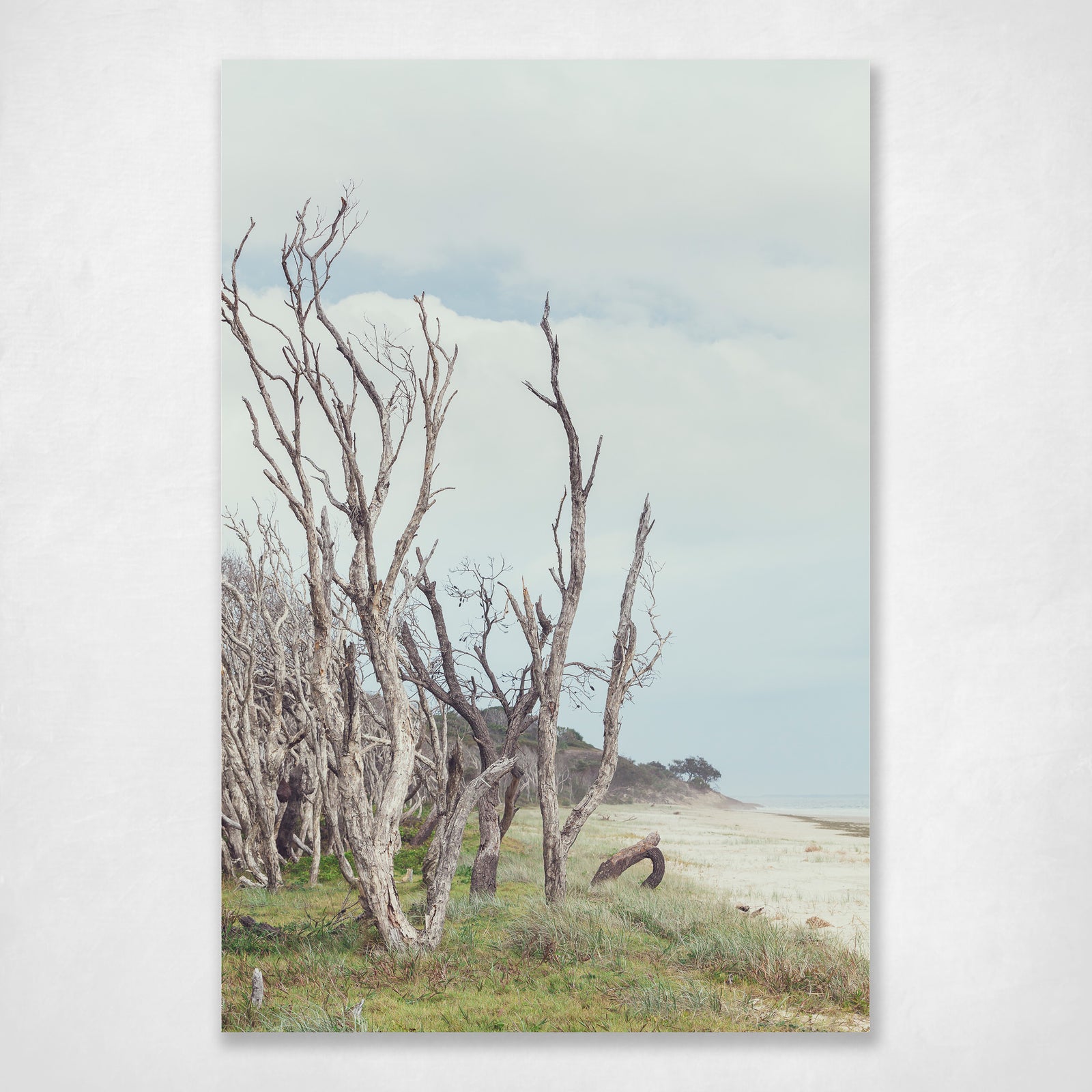 Oh Those Home Beach Trees 4