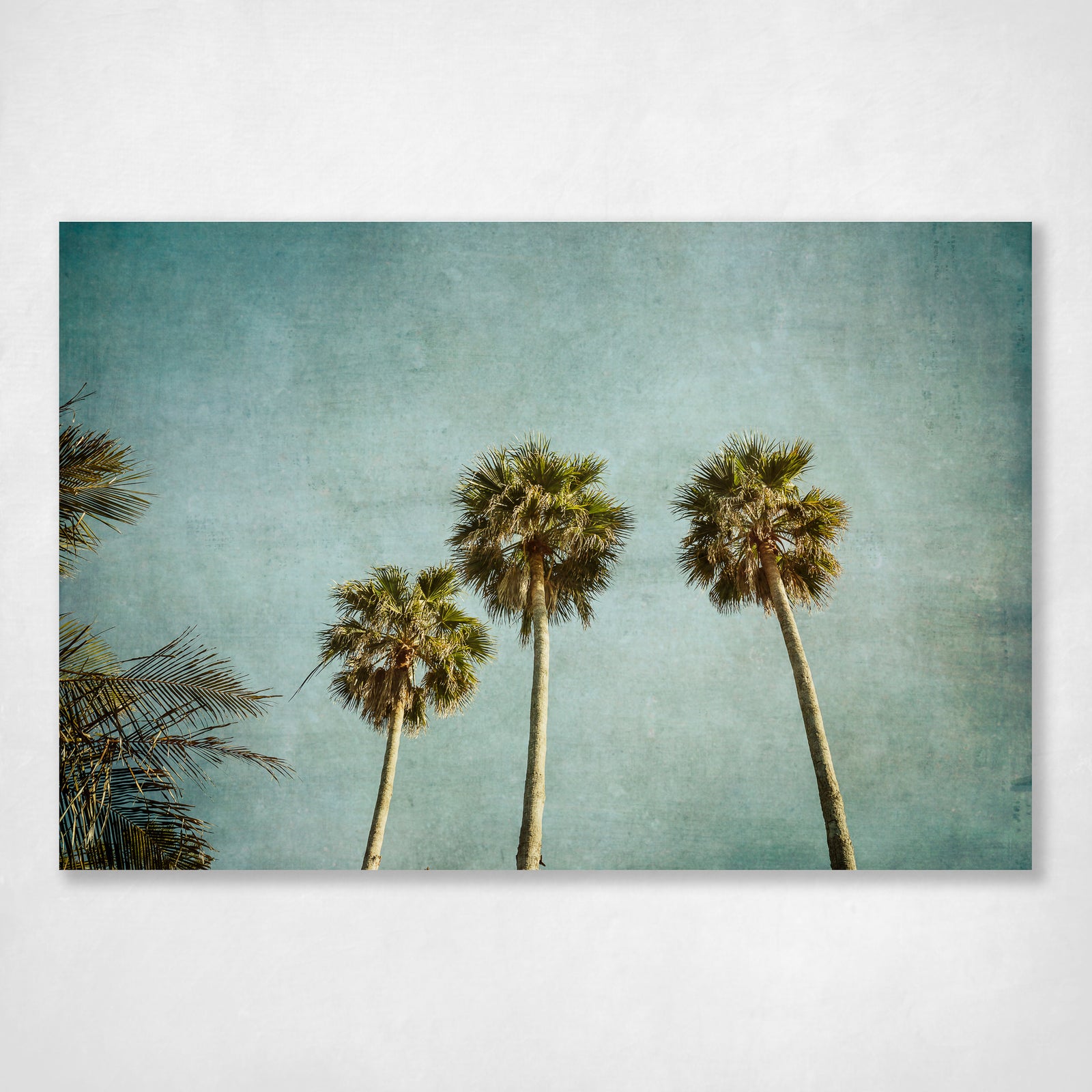 Palm Tree Tops