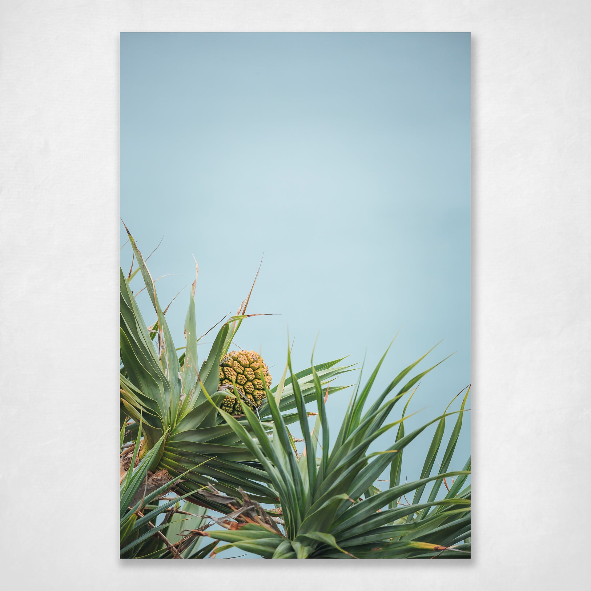 Pandanus leaves