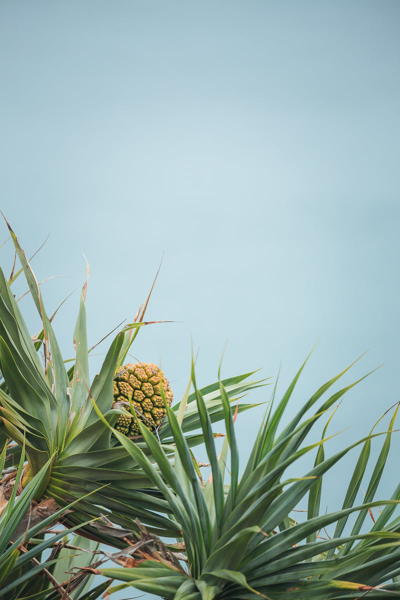 Pandanus leaves
