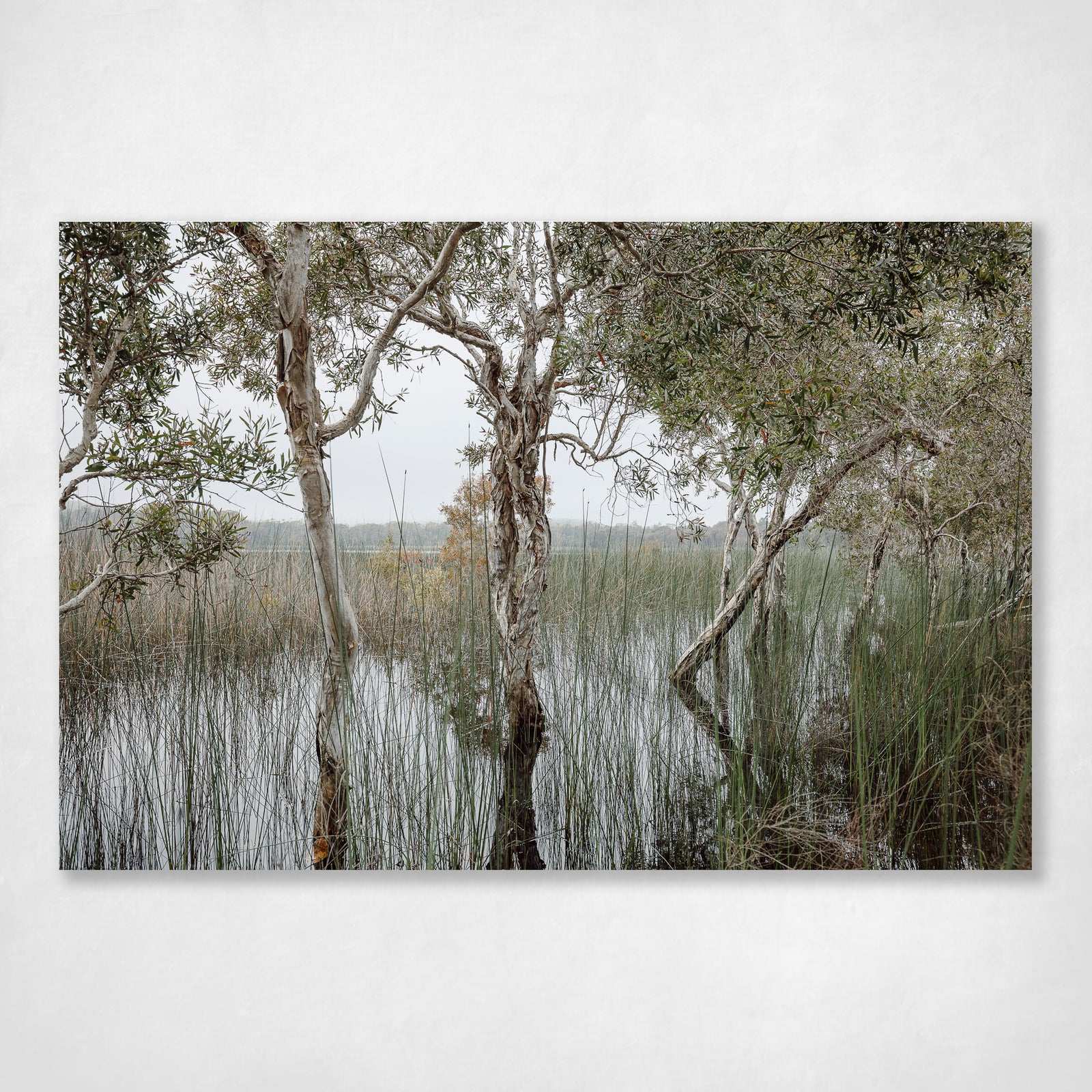 Botanical Wall Art Print Paperbark Trees Stradbroke Island Brown Lake - Entwined