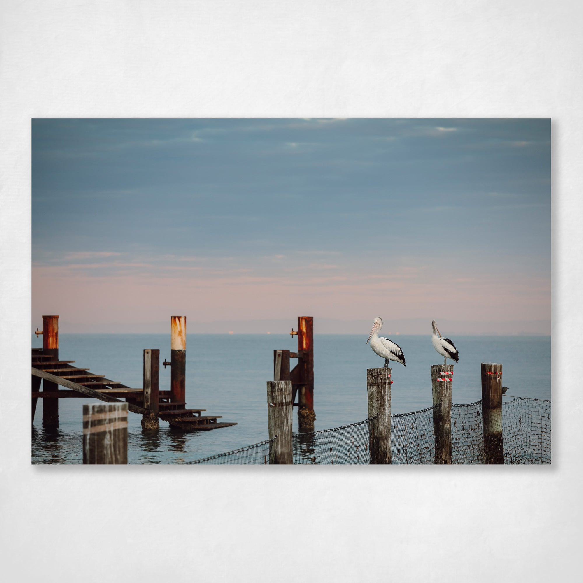 Pelicans at the Amity Jetty