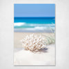 Shells Series #1 - Coral print