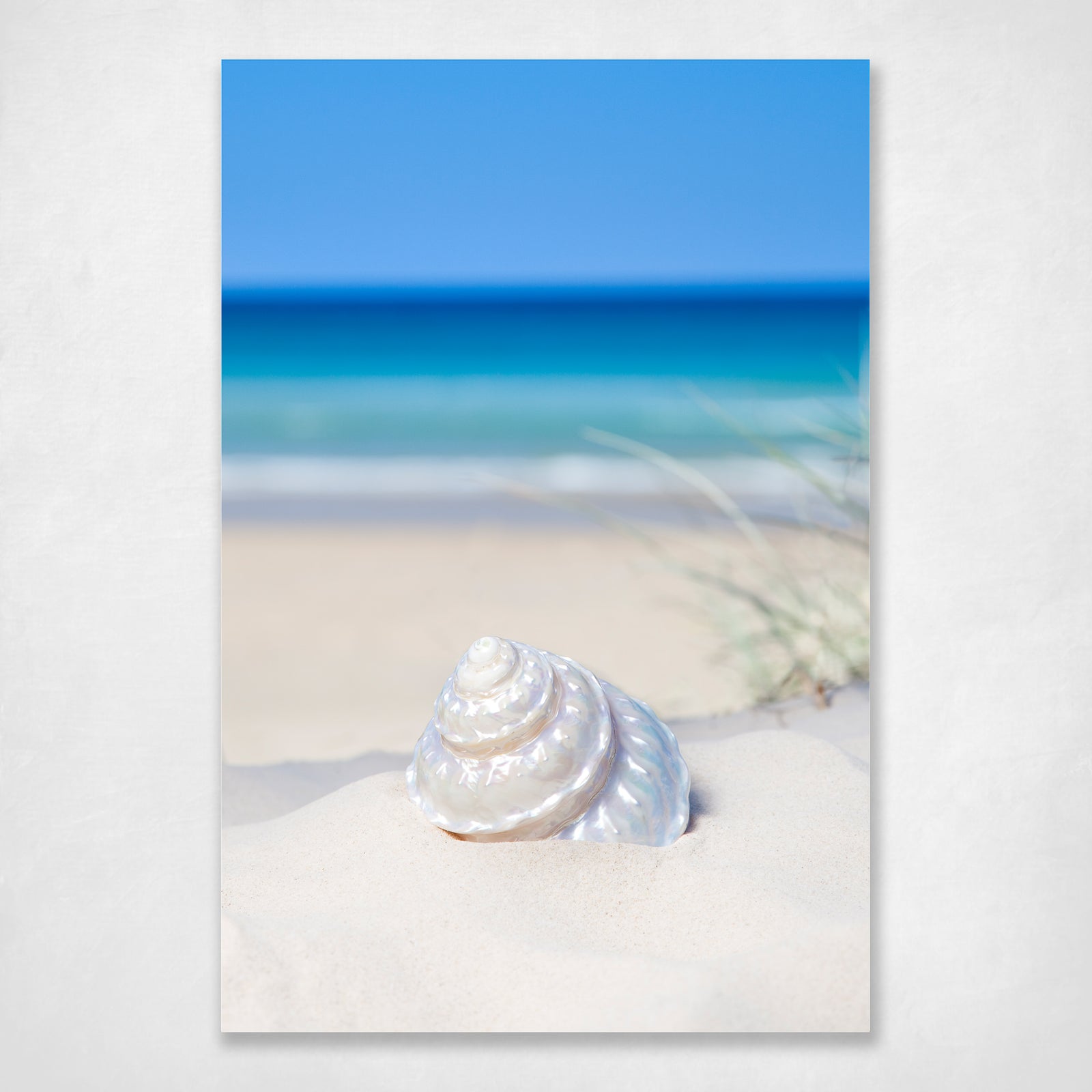 Shells Series #3