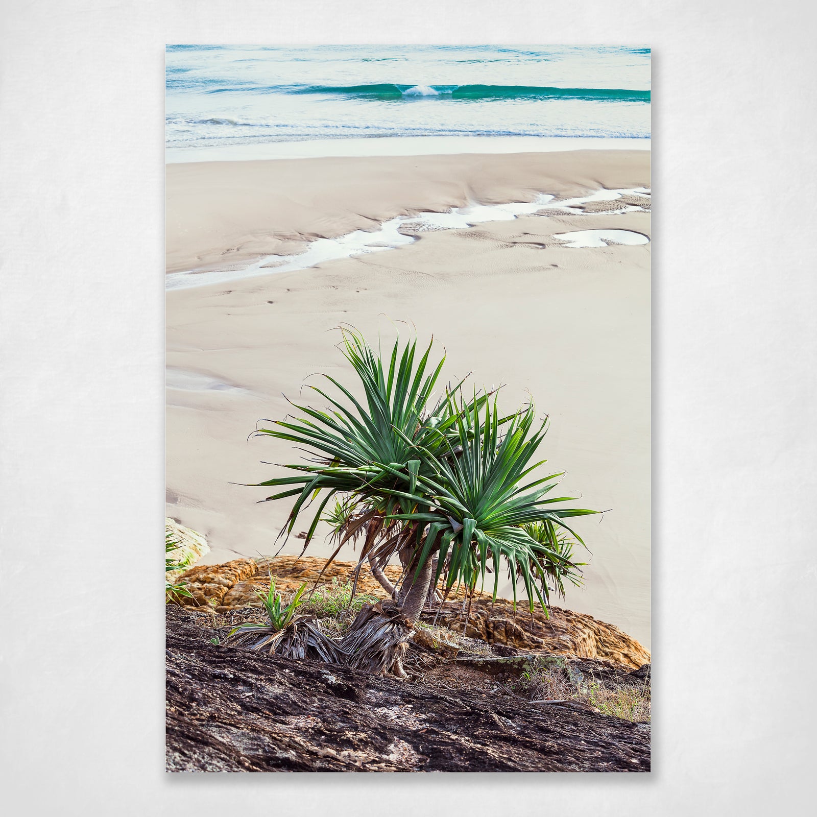 Pandanus
