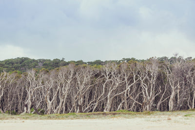 paperbark trees at Home Beach on North Stradbroke Island