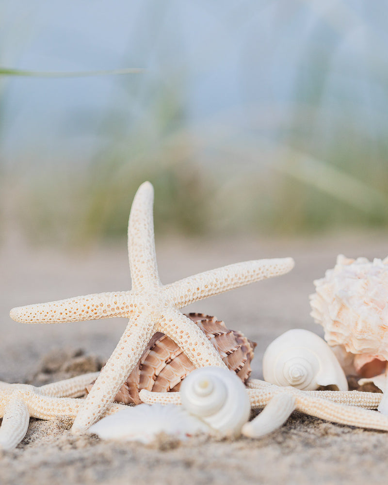 Scrunchie - Shells on Flinders