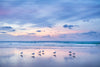 seagulls on the beach at sunset with purple and blue colours at Flinders Beach on North Stradbroke Island