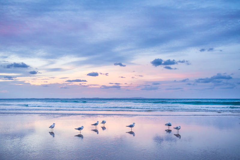 Sunset & Seagulls