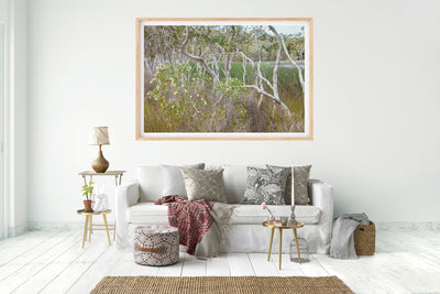 framed wall art photograph of trees and vegetation at Brown Lake on North Stradbroke Island in a living room with elegant styling featuring gold trim and earthy tones